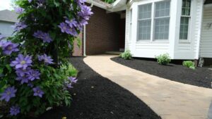 Concrete walkway with purple flowers and mulch bed leading to a residential side entrance