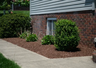 bushes and plants trimmed in a mulch bed by a sidewalk