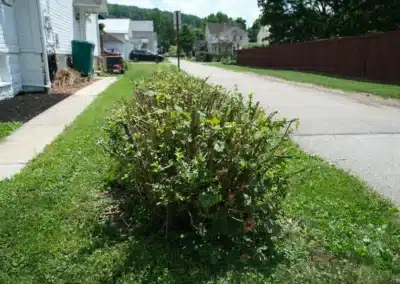 trimmed bushes by a sidewalk and road