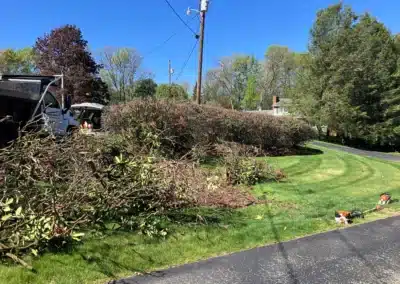 trimmed bushes by the side of the road